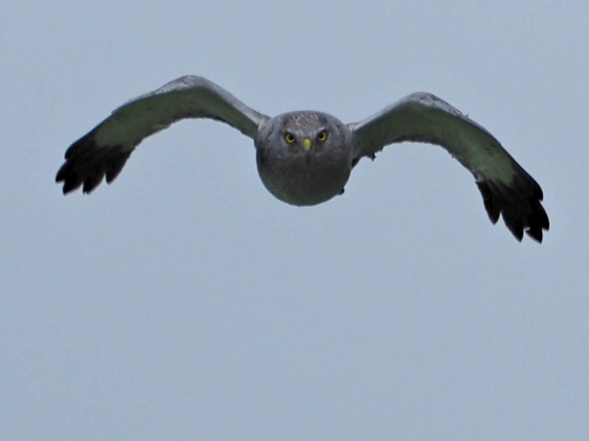 Northern Harrier - ML589212811