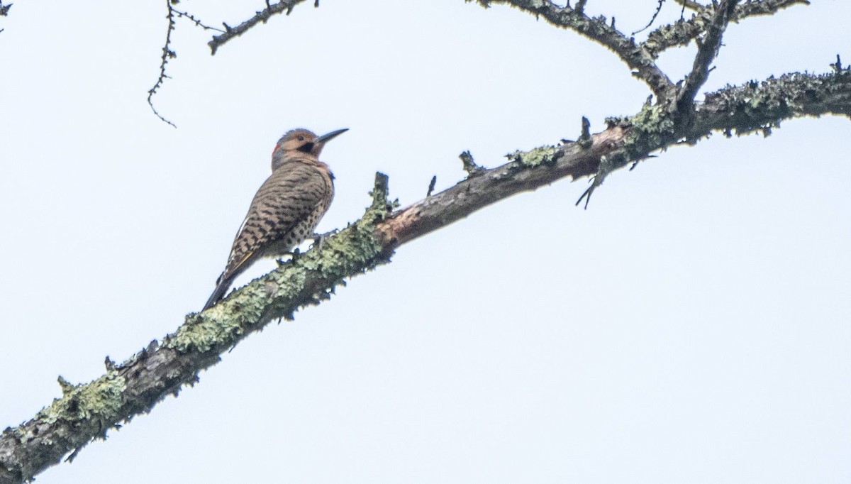 Northern Flicker - Matt M.