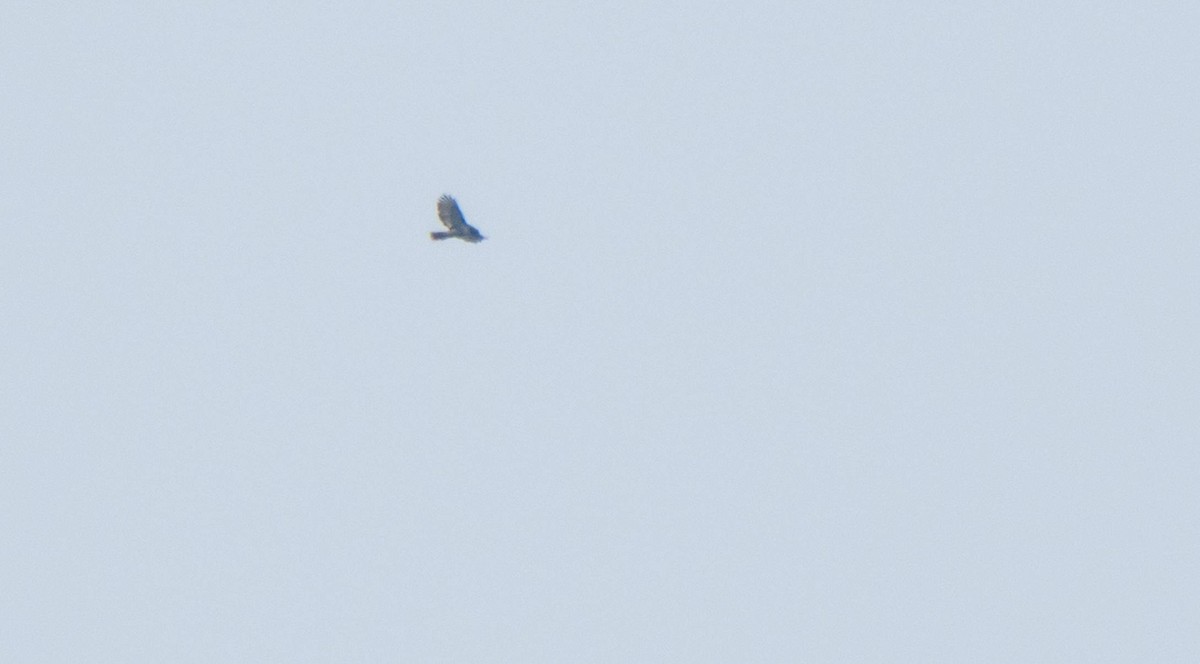 Red-tailed Hawk - ML589213061