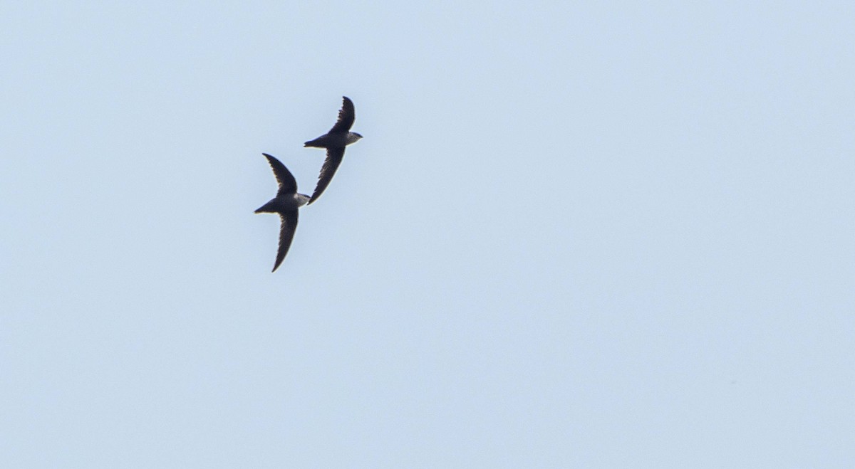 Chimney Swift - Matt M.