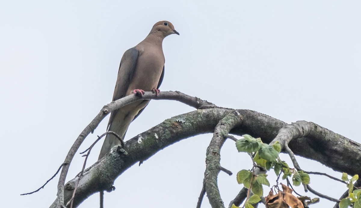 Mourning Dove - ML589213131