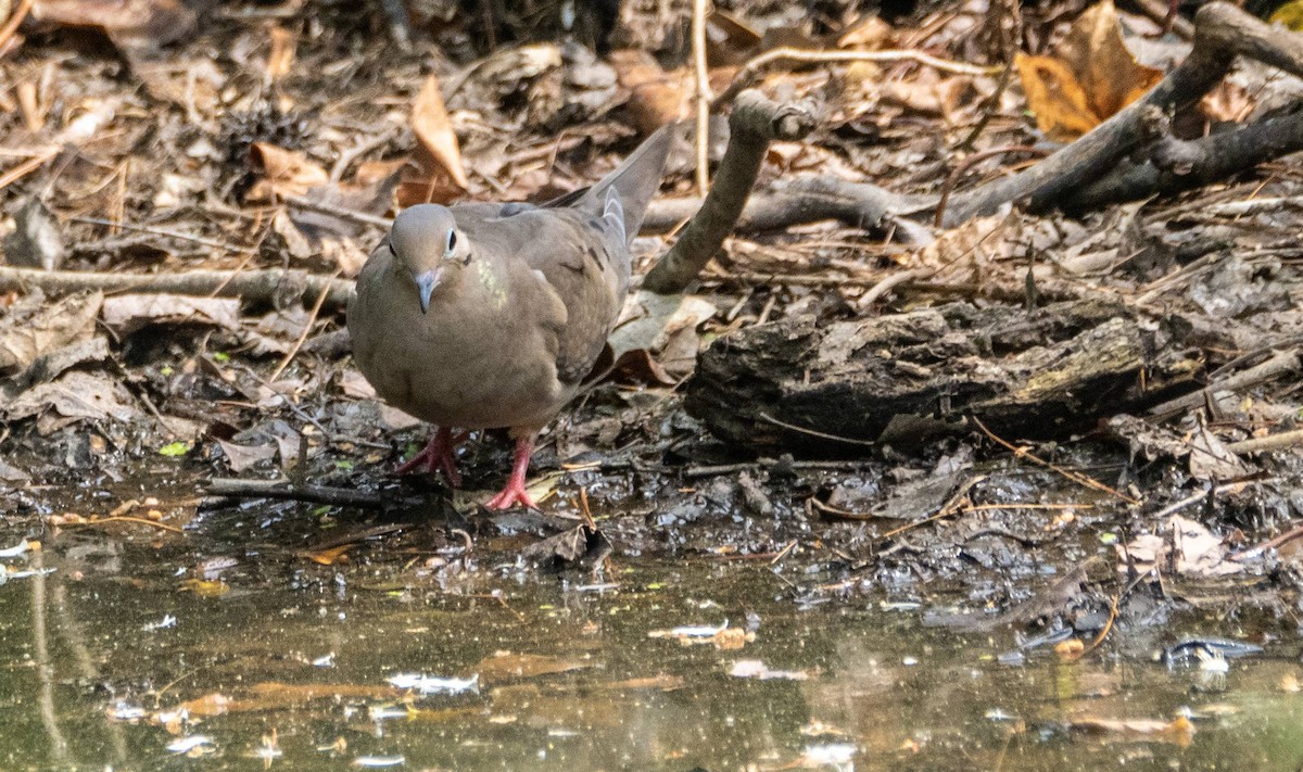 Mourning Dove - ML589213141