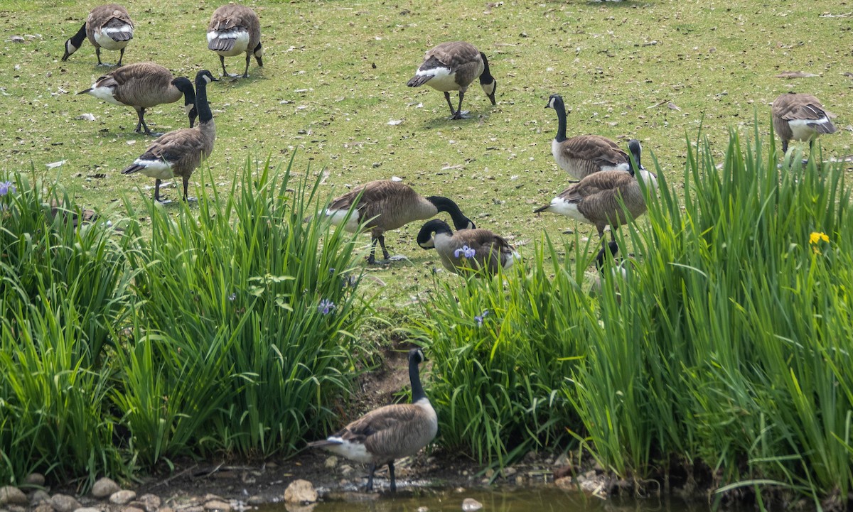 Canada Goose - ML589213211