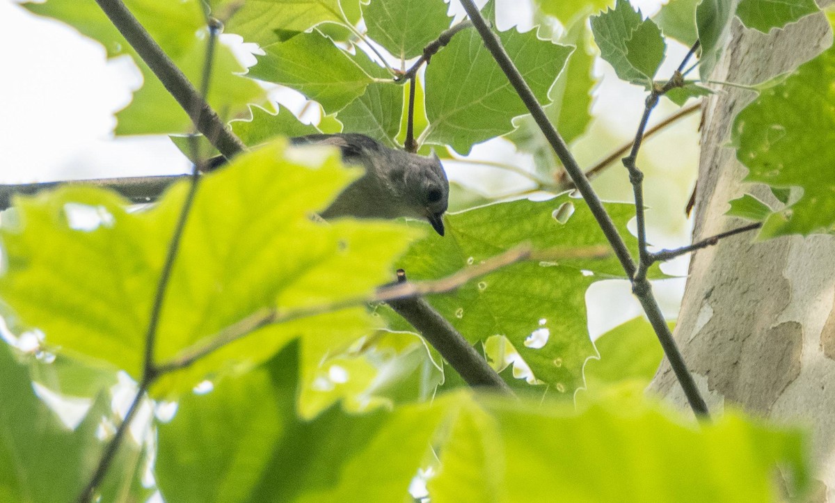 Tufted Titmouse - ML589213271