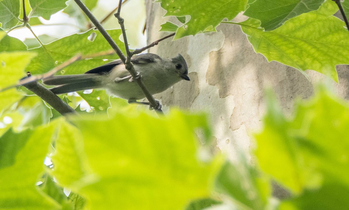 Tufted Titmouse - ML589213281