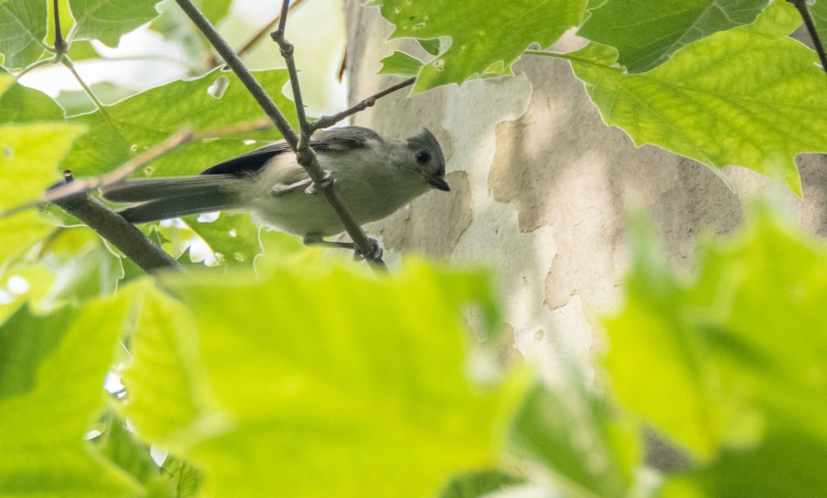 Tufted Titmouse - ML589213281