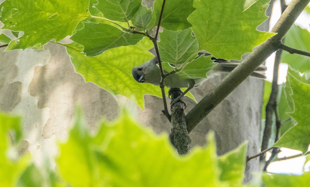 Tufted Titmouse - ML589213291