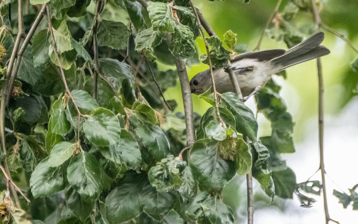 Mésange bicolore - ML589213301