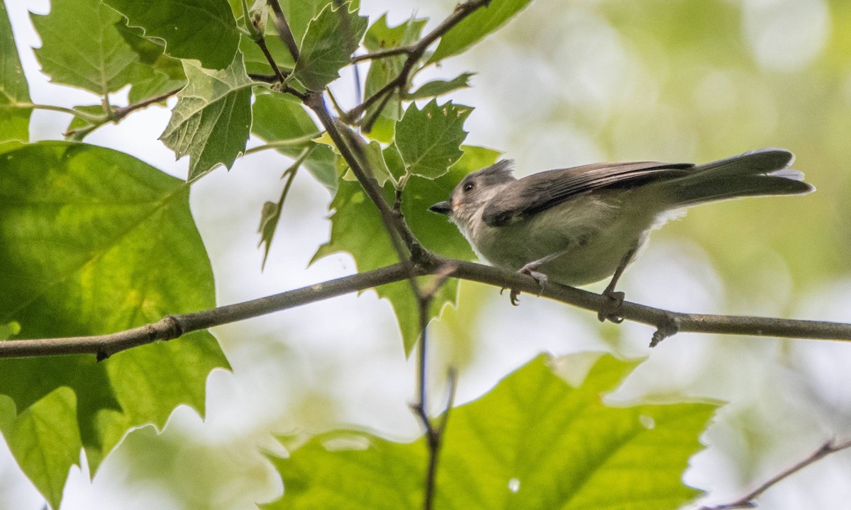 Tufted Titmouse - ML589213311