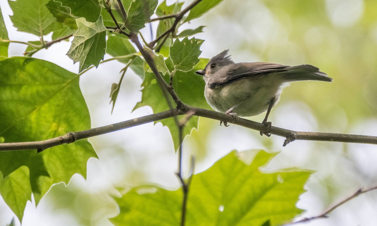 Tufted Titmouse - ML589213321