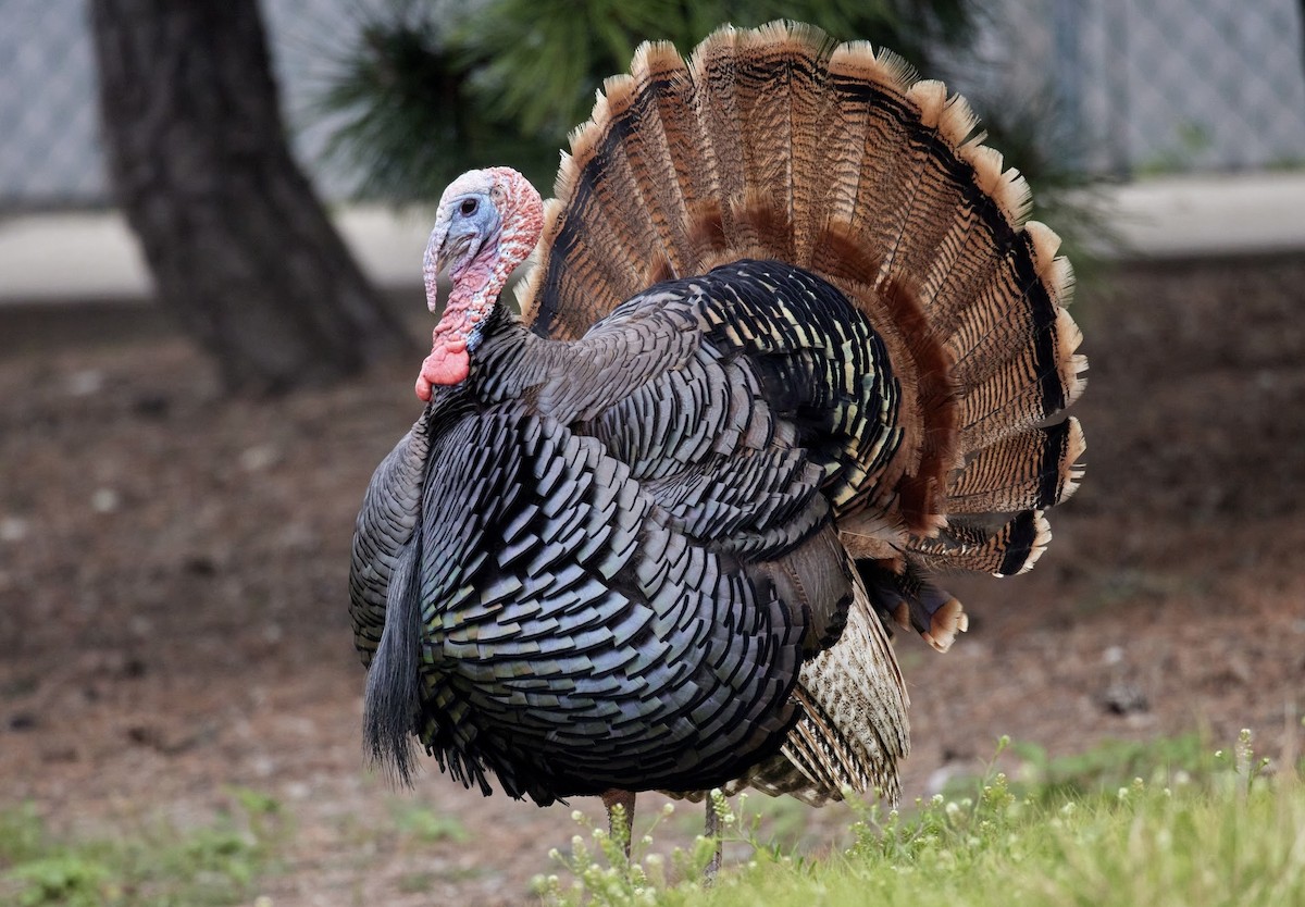 Wild Turkey - ML589213741