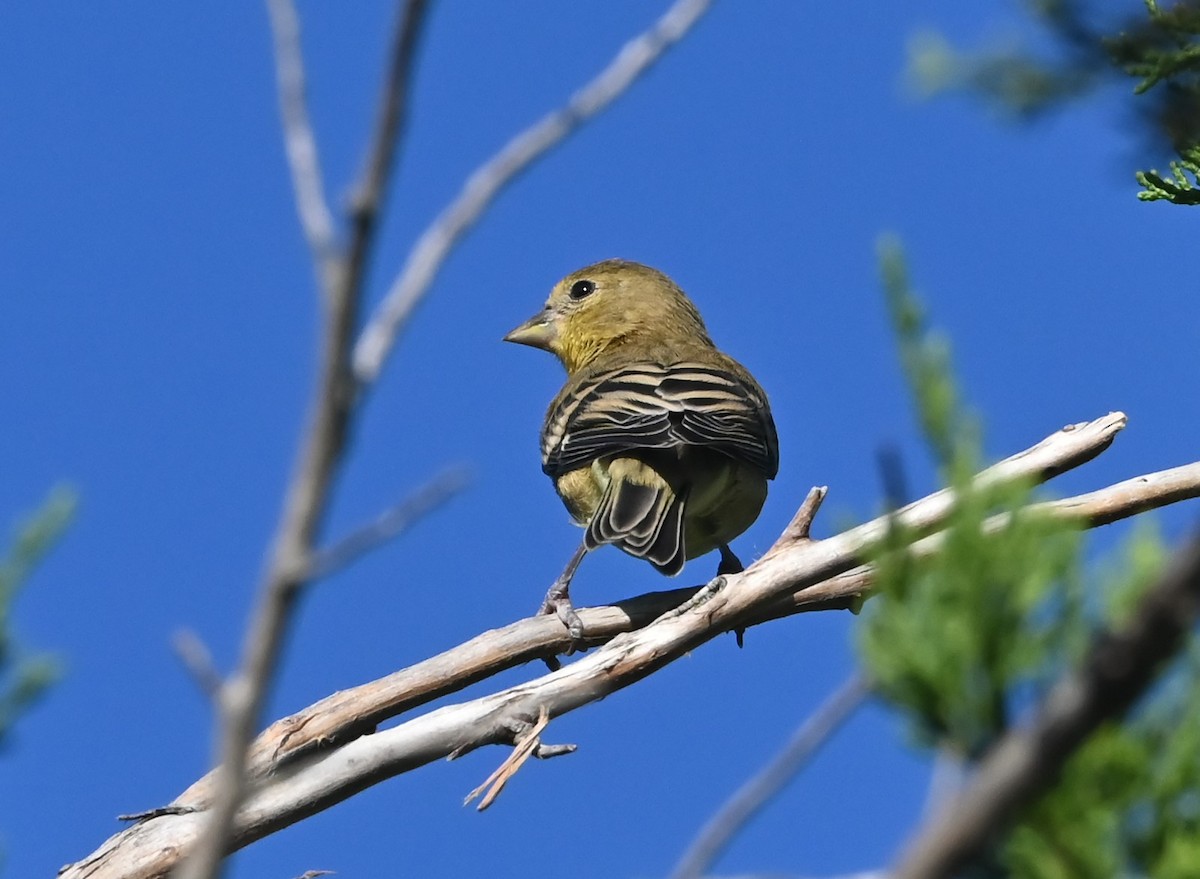 Lesser Goldfinch - ML589214221
