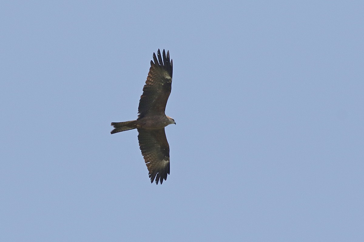 Black Kite - Zbigniew Wnuk