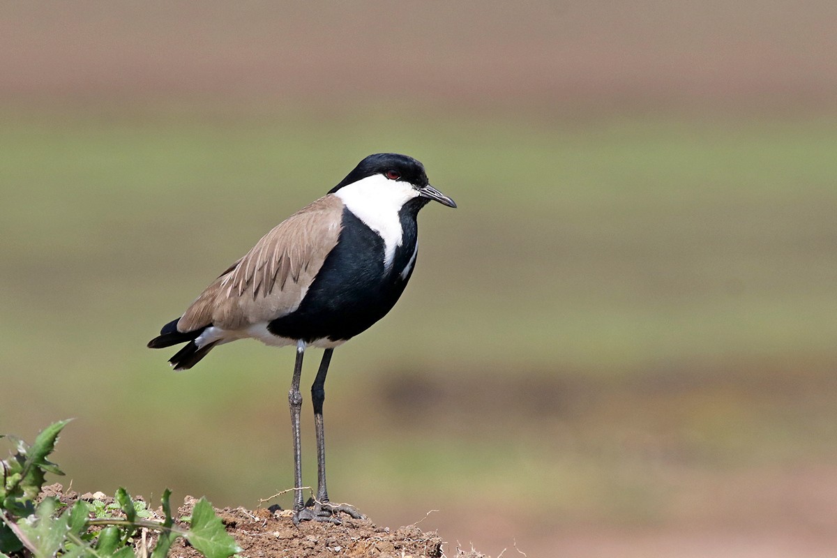 Spur-winged Lapwing - Zbigniew Wnuk