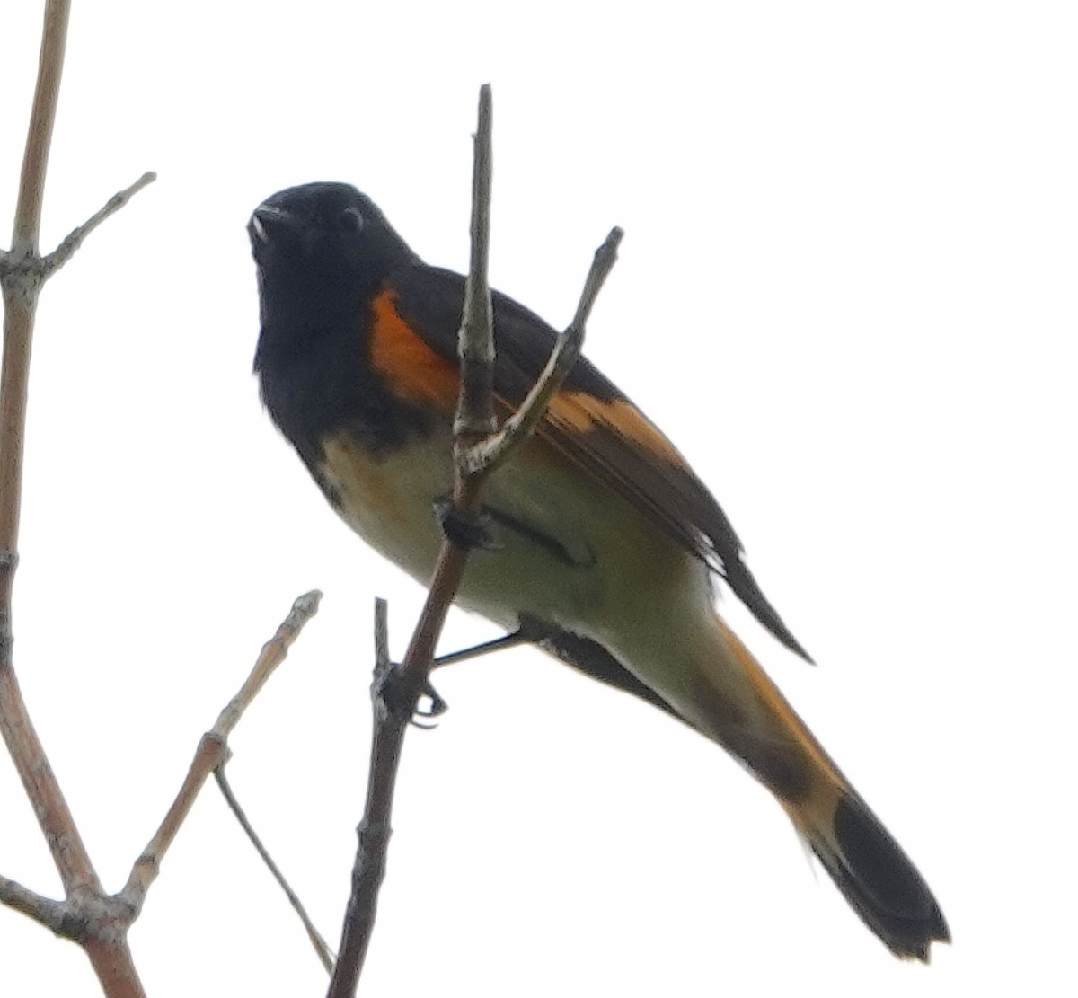American Redstart - ML589216801