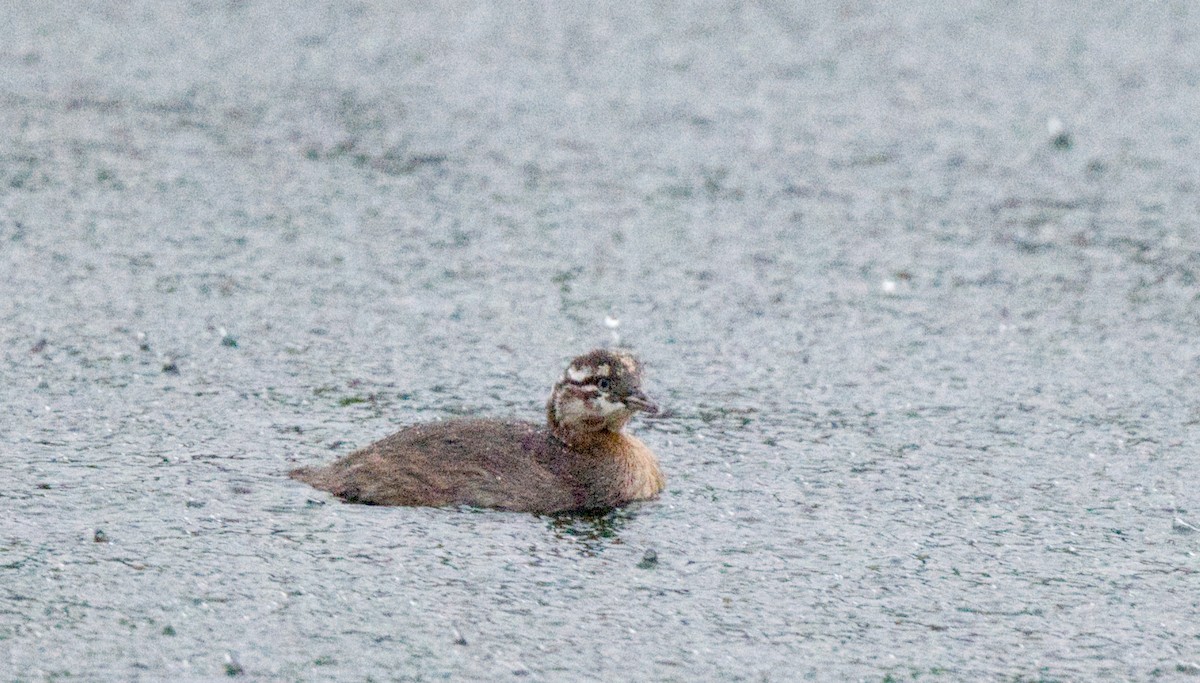 New Zealand Grebe - ML589219881