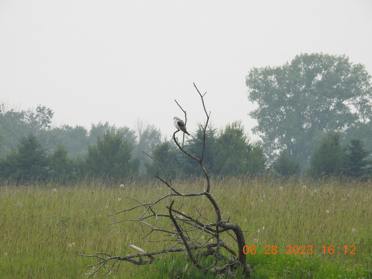 White-tailed Kite - ML589219951