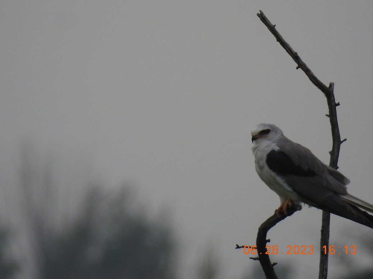 White-tailed Kite - ML589220021