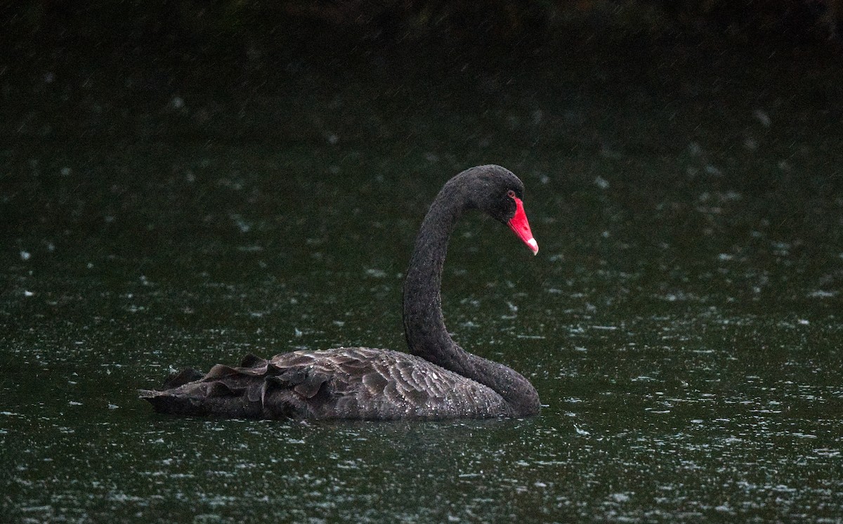 Black Swan - ML589220031