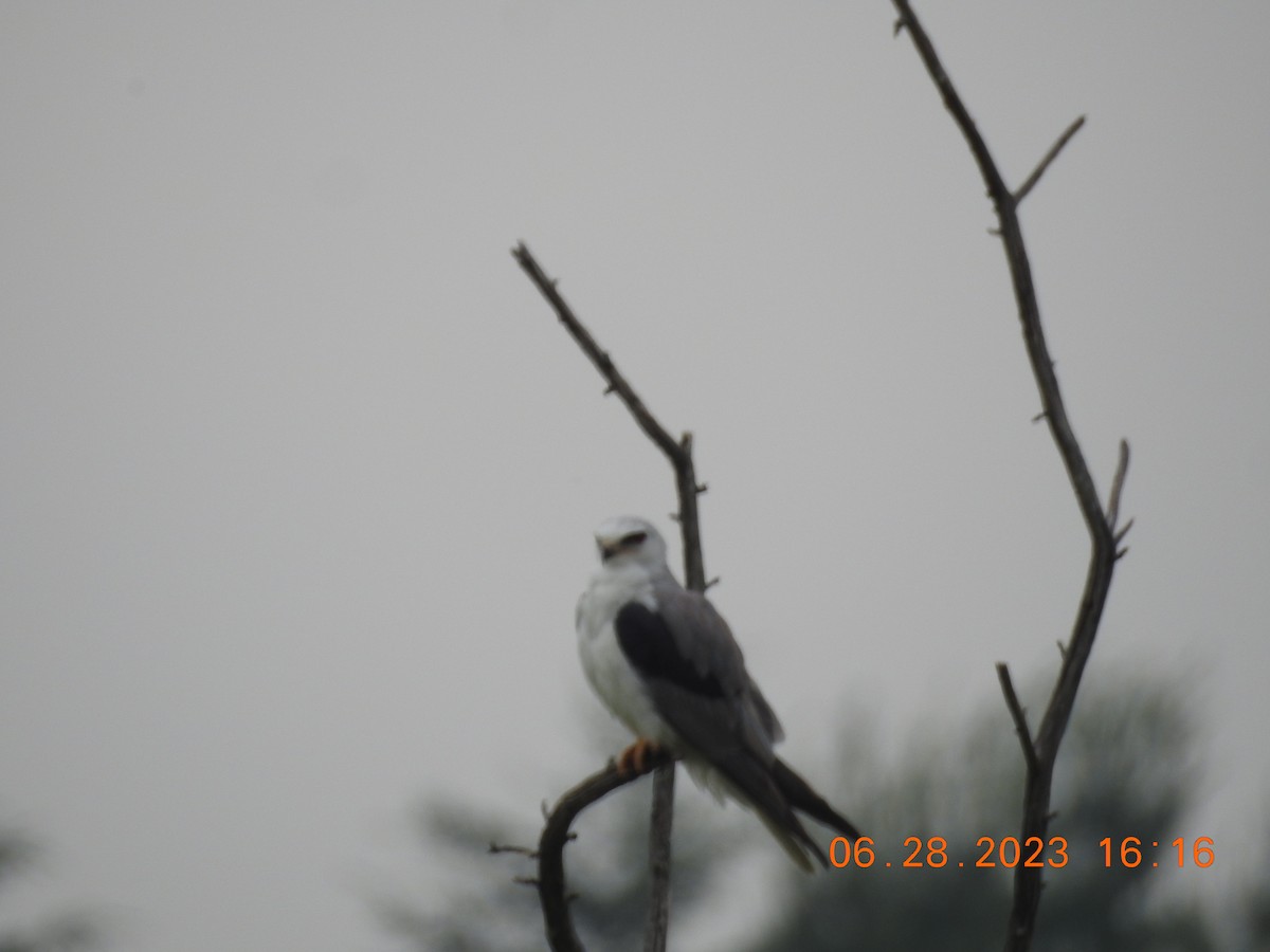 White-tailed Kite - ML589220061