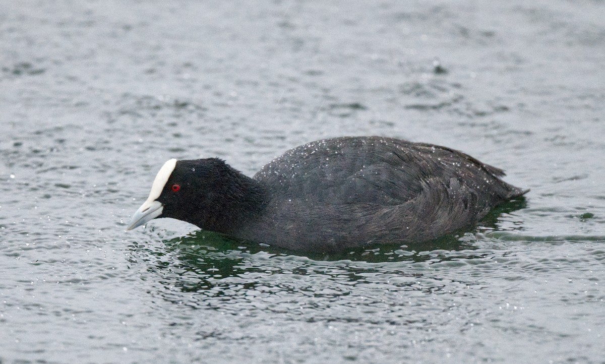 Eurasian Coot - ML589220121