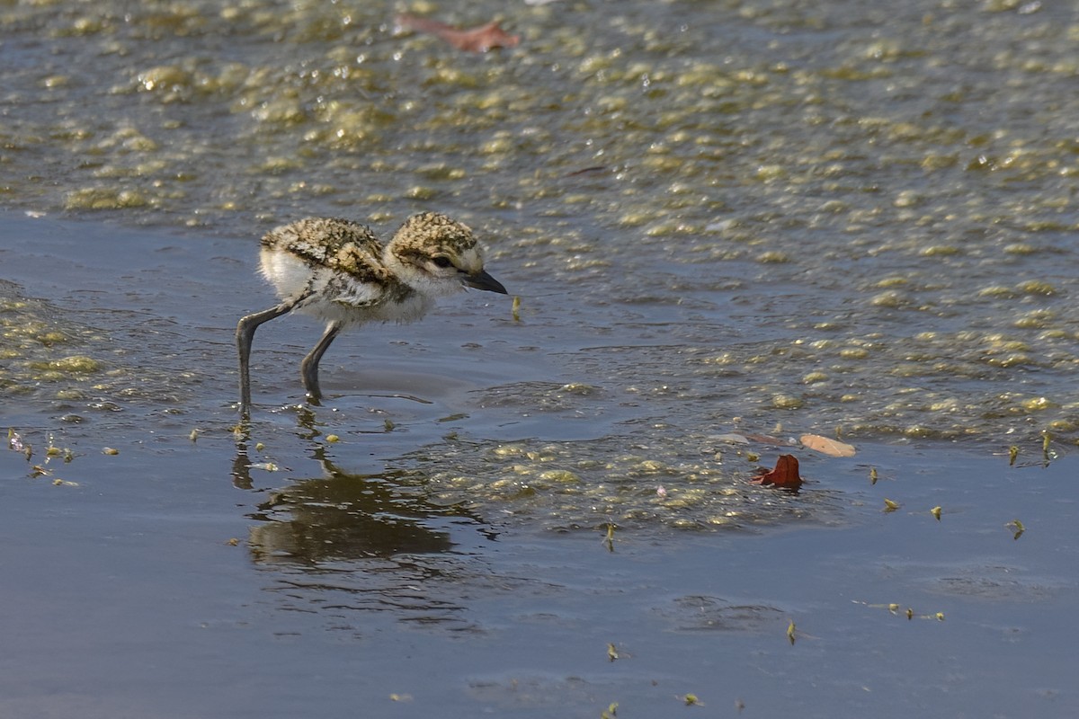 Kentish Plover (Hanuman) - ML589221961