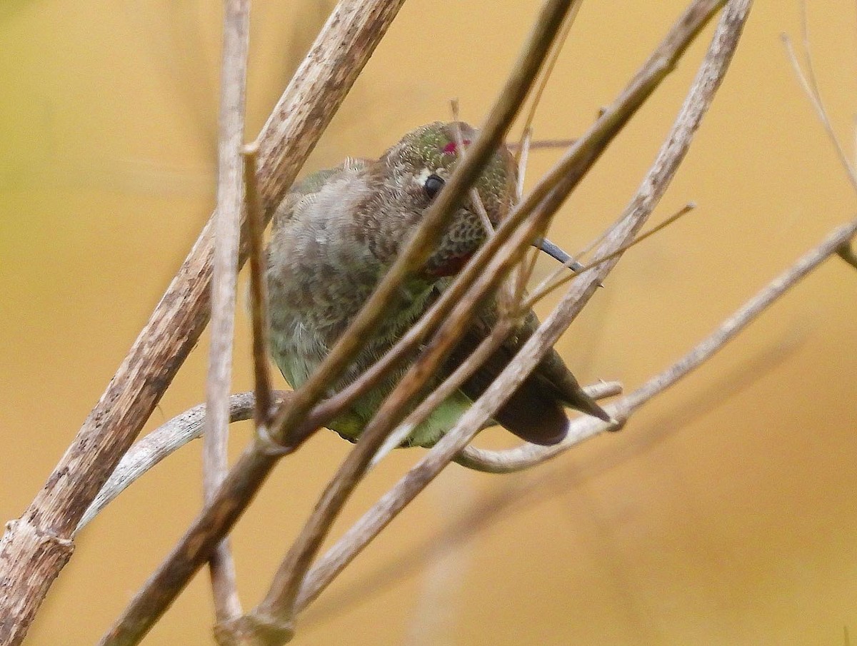 Anna's Hummingbird - ML589222081