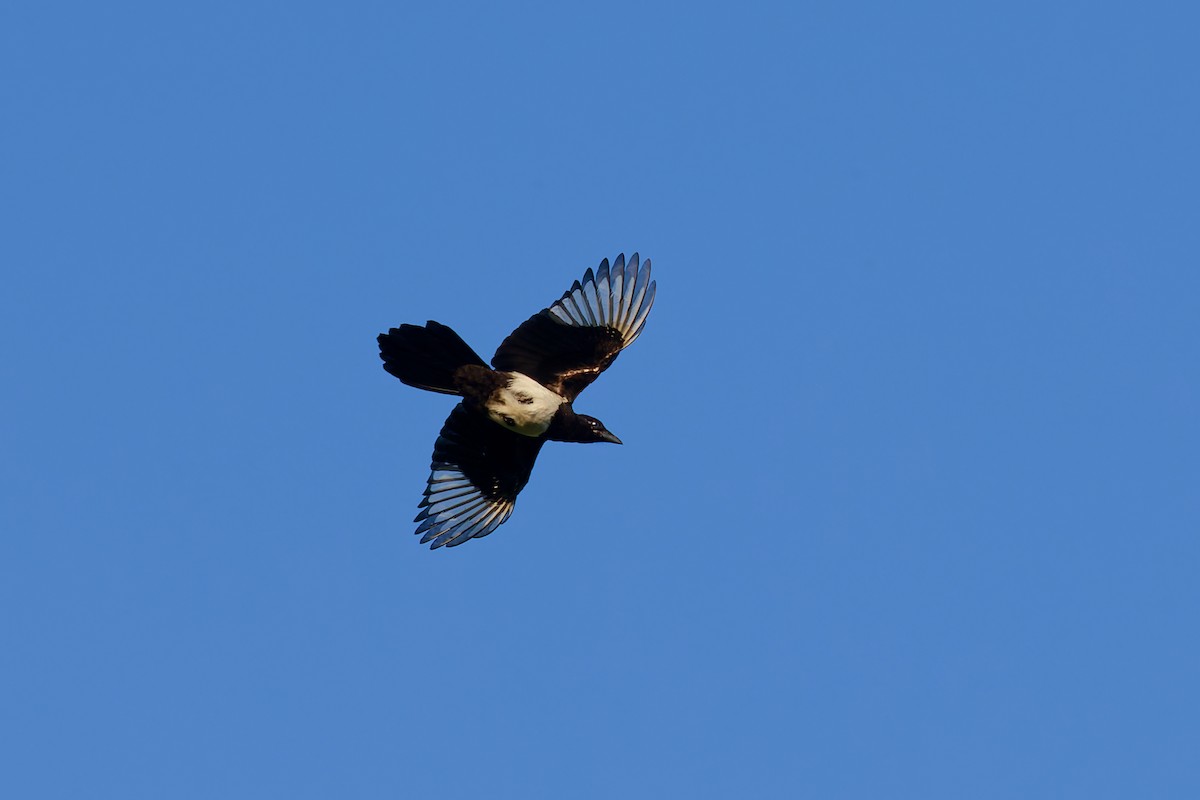 Eurasian Magpie (Eurasian) - ML589222171