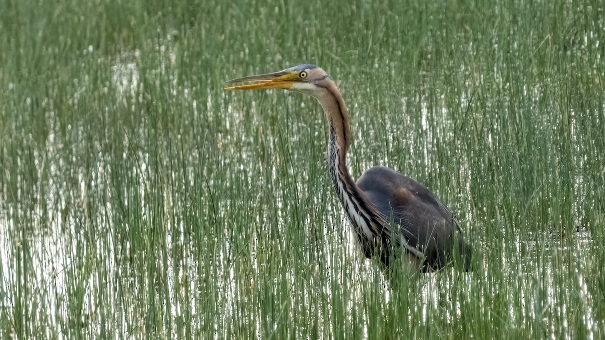 Purple Heron - Kubilay Yakup Kaplan