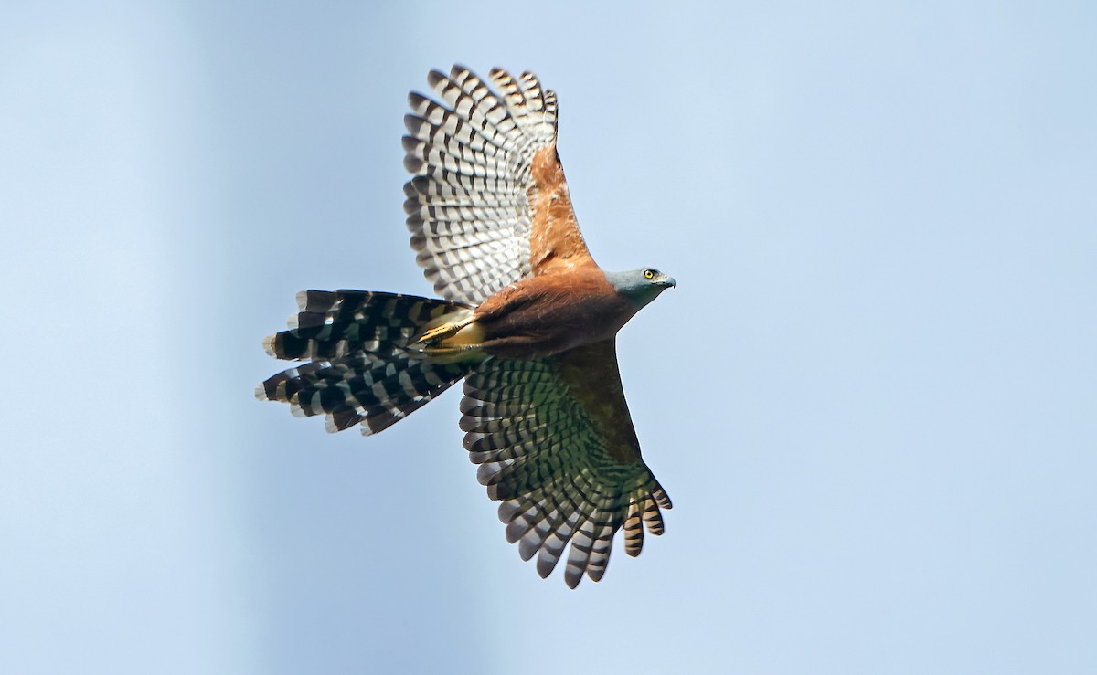 Long-tailed Hawk - ML589223091