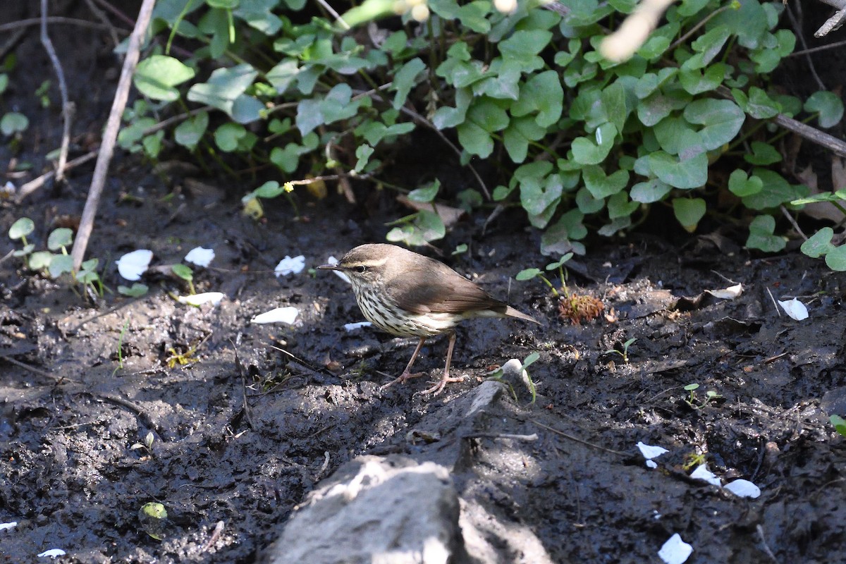 Northern Waterthrush - ML589223681