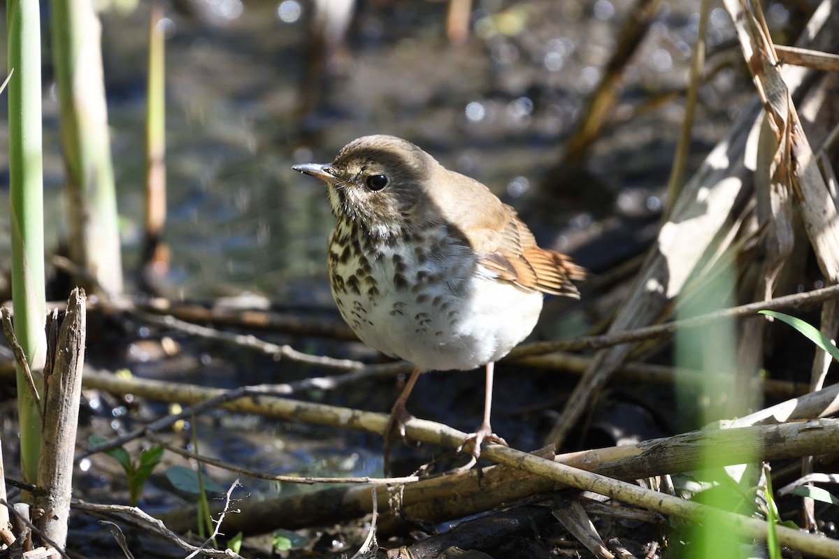 Hermit Thrush - ML589223731