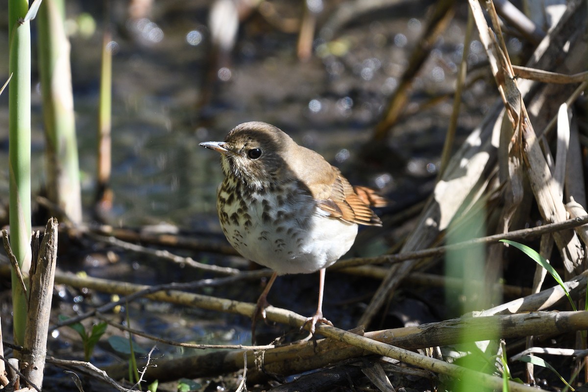 Hermit Thrush - ML589223741