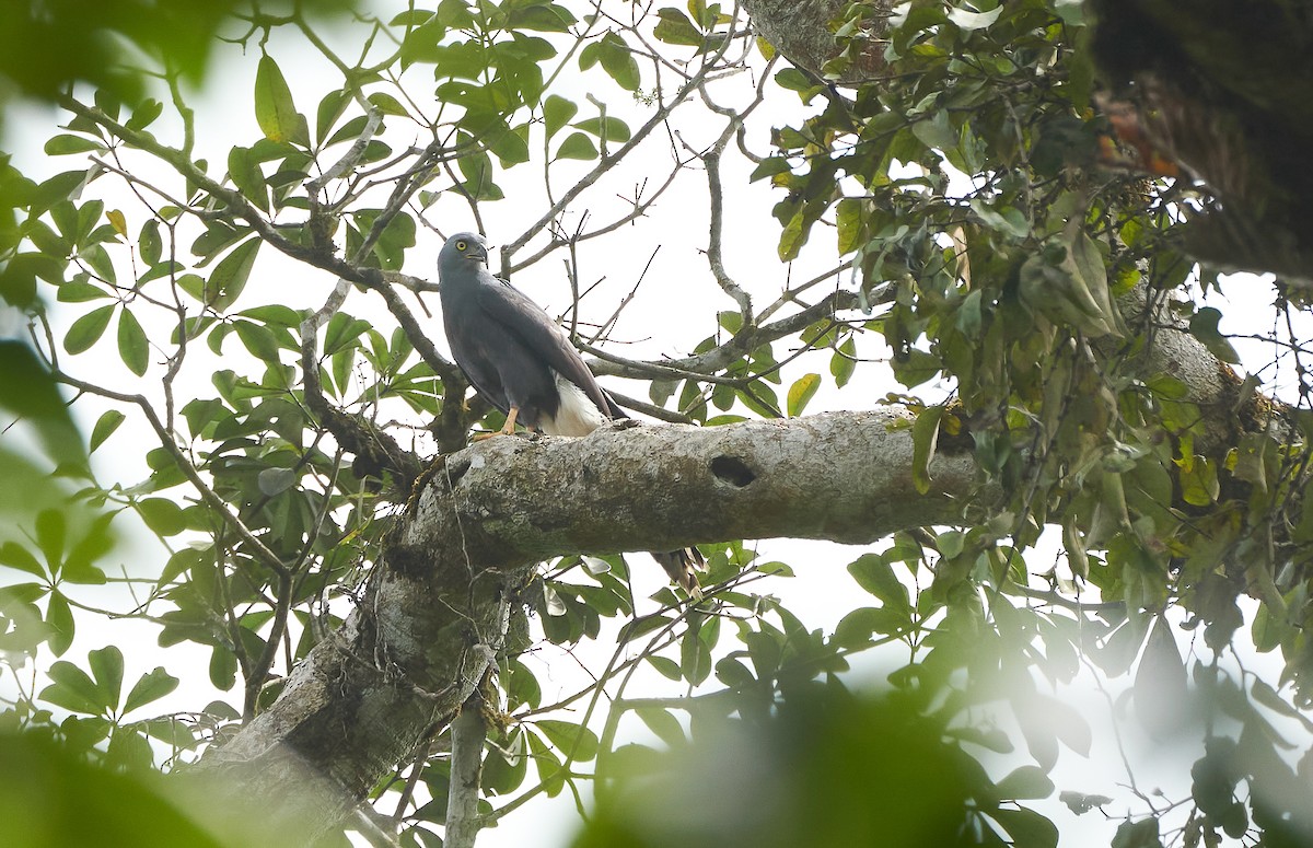 Long-tailed Hawk - ML589223951