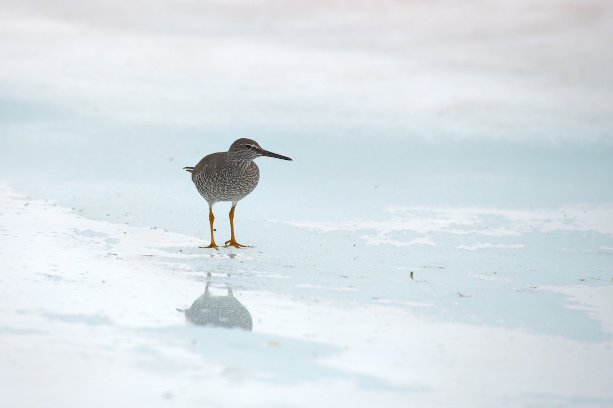 Wanderwasserläufer - ML589224521