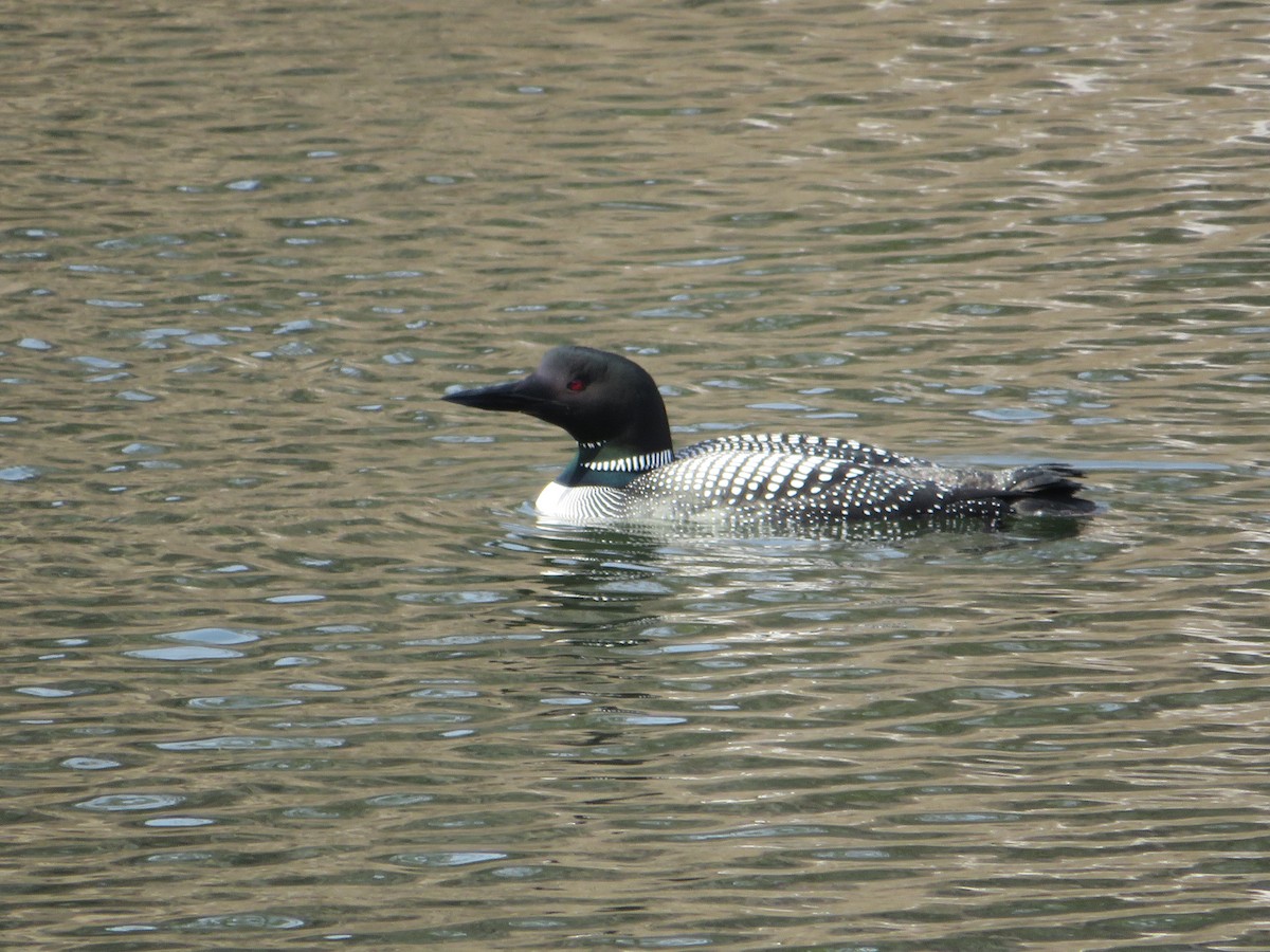 Common Loon - Avery Blumenthal