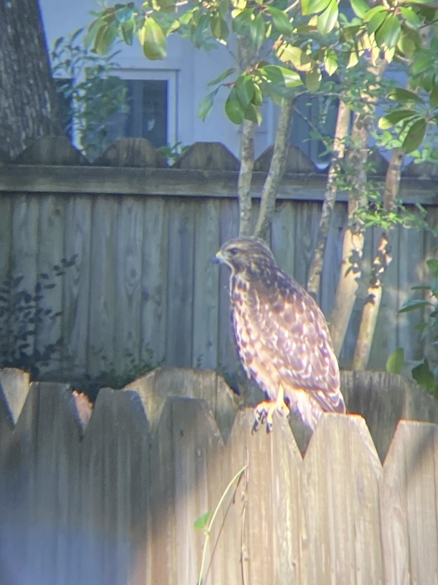 Red-shouldered Hawk (lineatus Group) - ML589226191