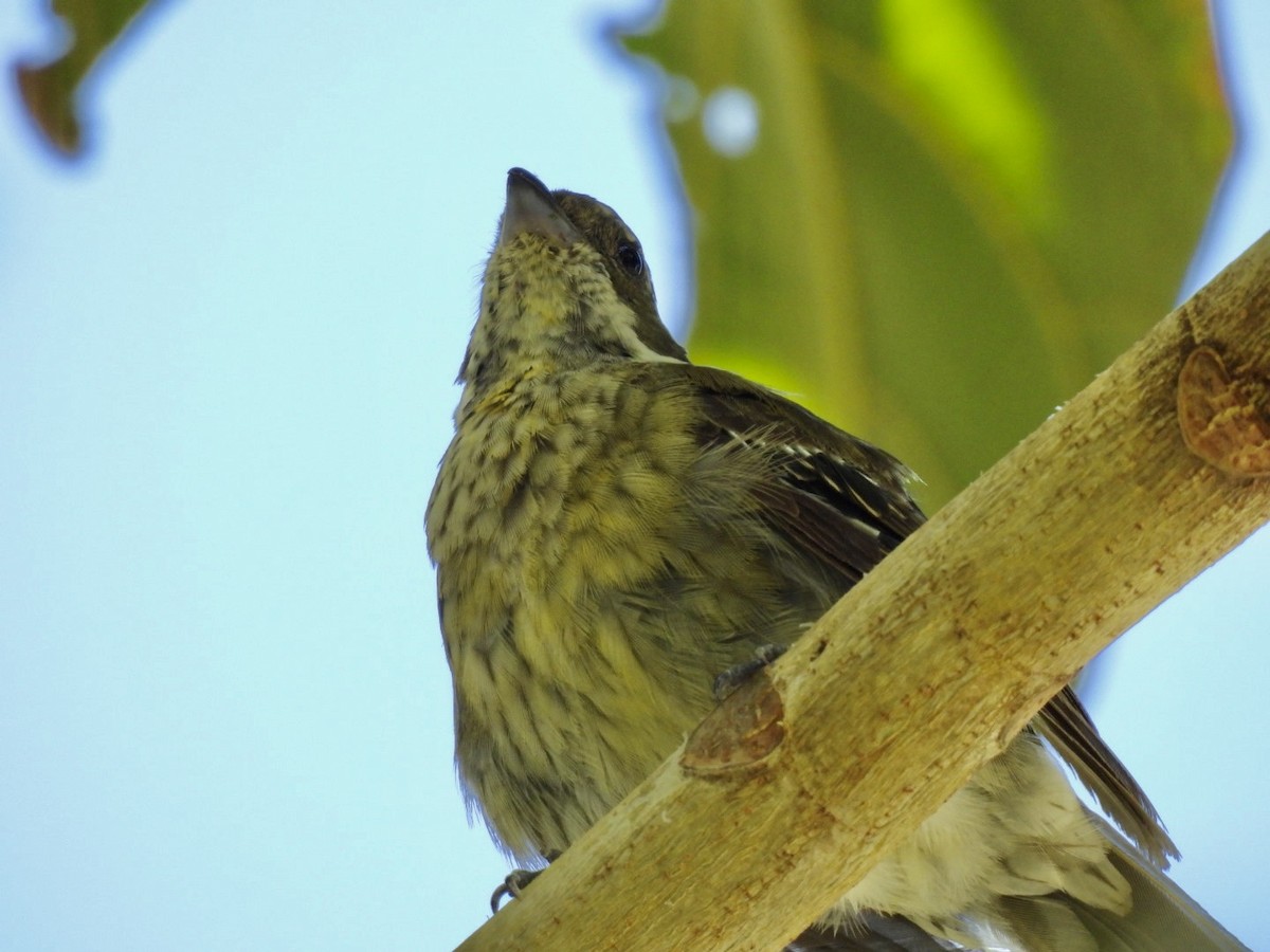 Puerto-Rico-Streifenkopftangare - ML589226501