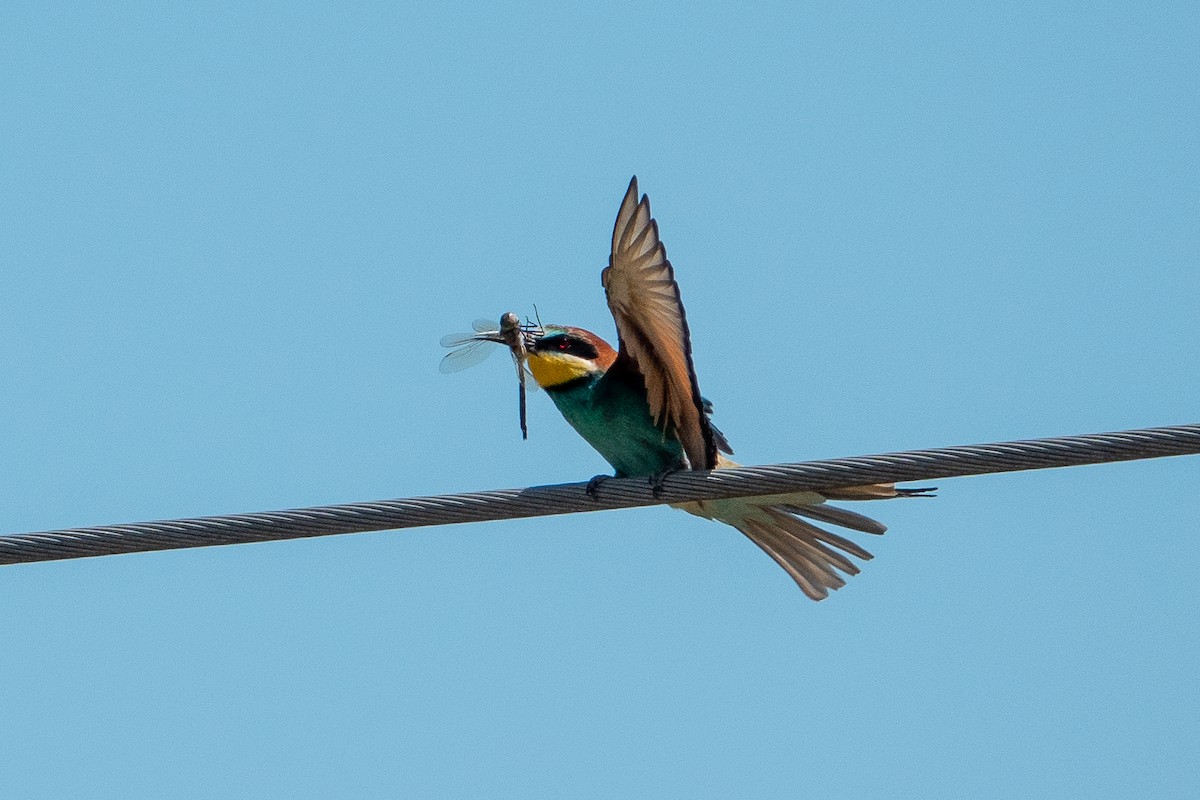 European Bee-eater - ML589226851