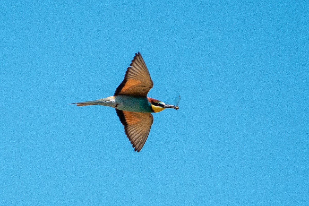 European Bee-eater - ML589226861