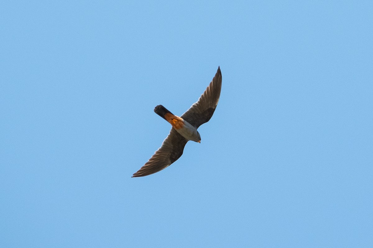 Red-footed Falcon - ML589227281