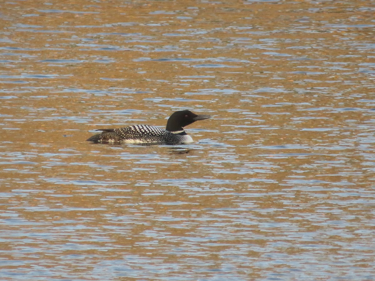 Common Loon - Avery Blumenthal