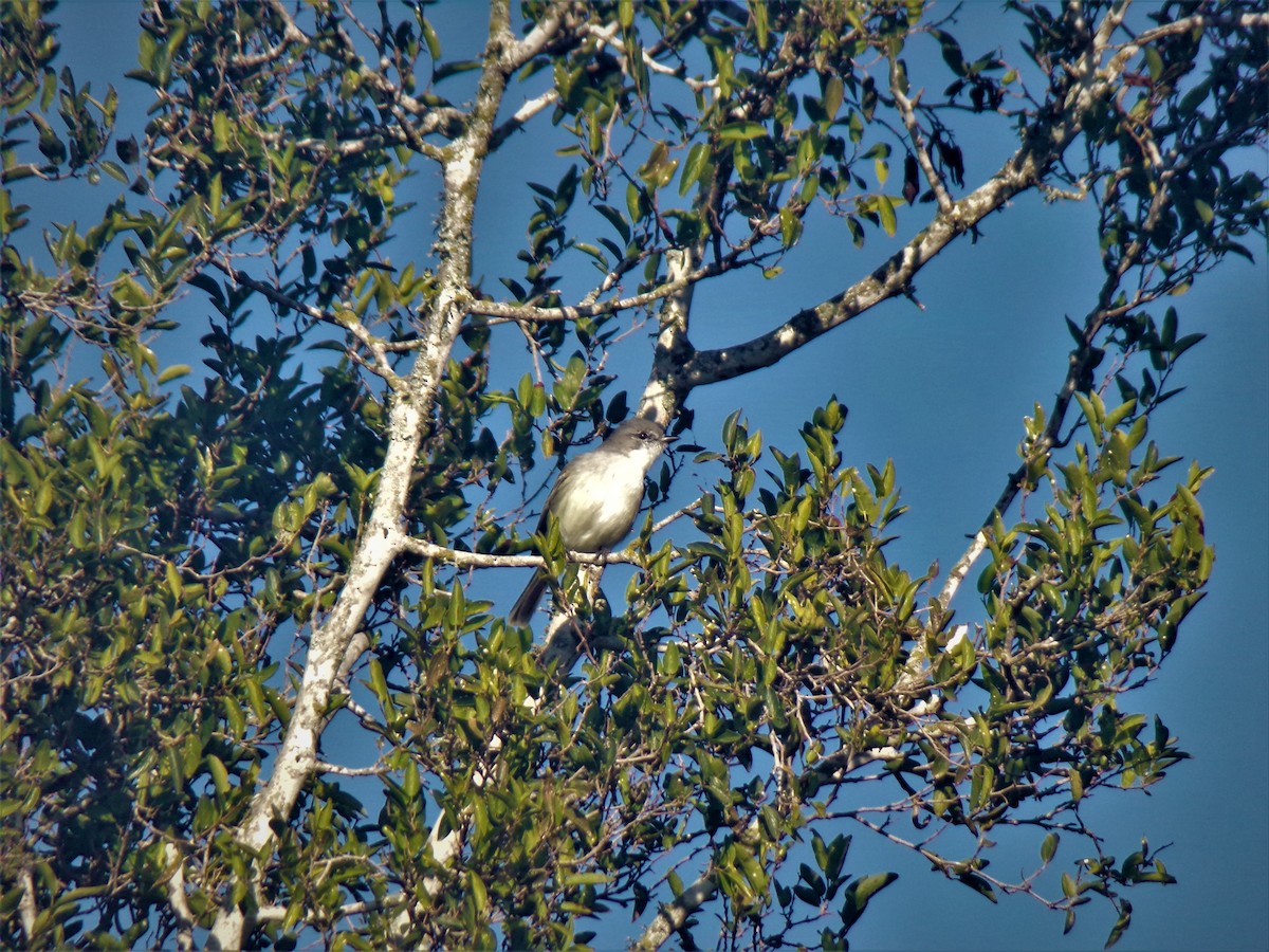 Suiriri Flycatcher - Joaquín  Casari