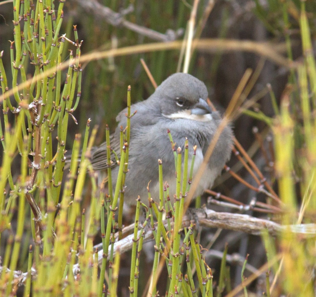 Diuca Finch - ML589227721