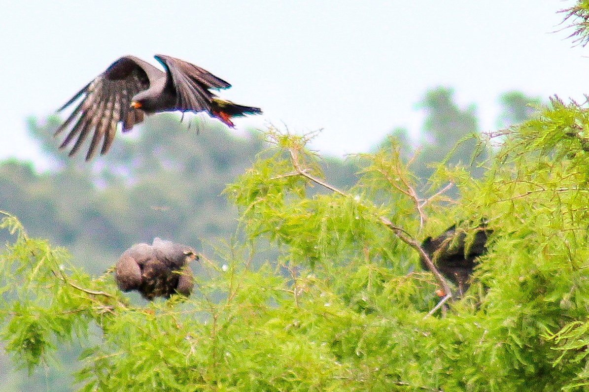 Snail Kite - ML589228741