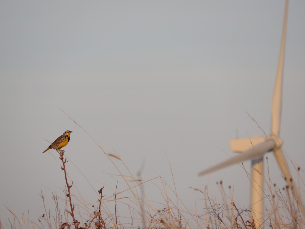 Eastern Meadowlark - Avery Blumenthal