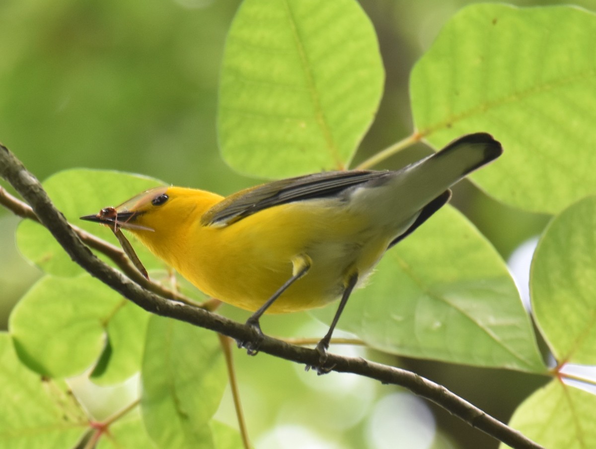 Prothonotary Warbler - ML589229251