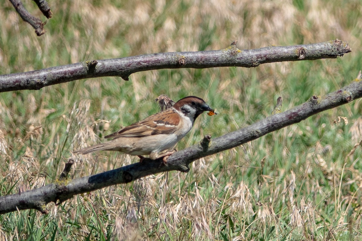 Eurasian Tree Sparrow - ML589229271