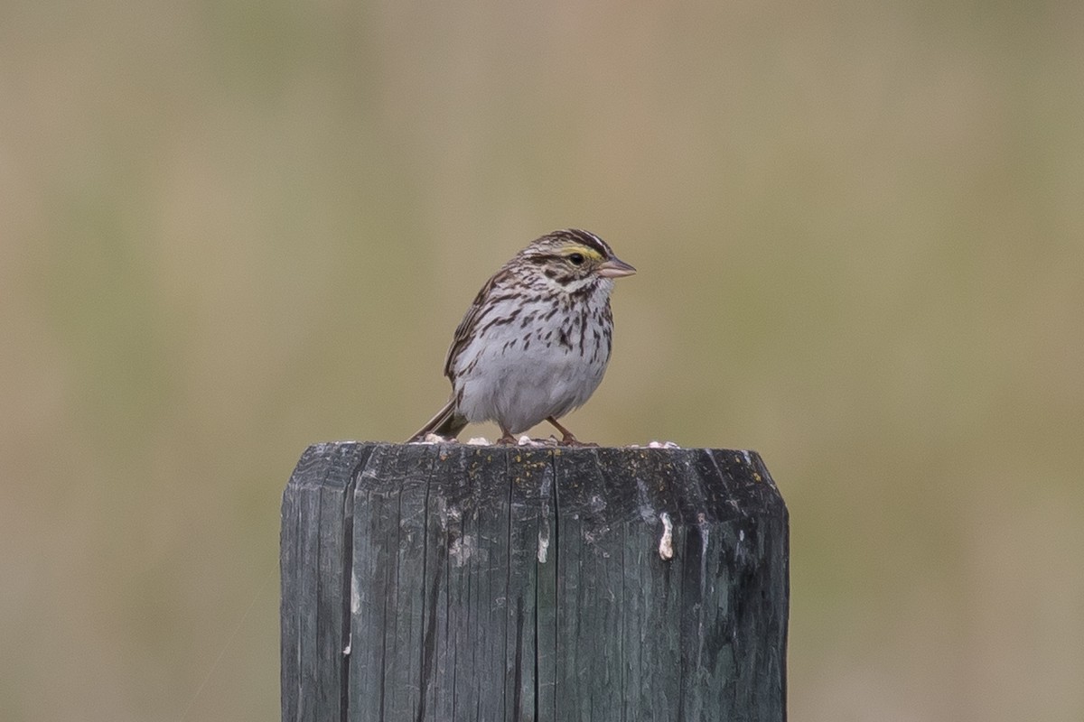 Savannah Sparrow - ML589229761
