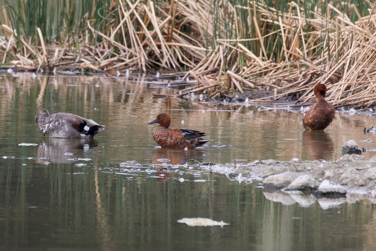 Cinnamon Teal - Ian Burgess